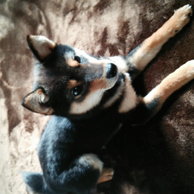 お手々に乗せれたょ(≧∇≦)♡の画像