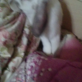 動画を撮ってみたパートの画像