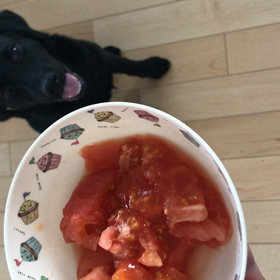 初めてのトマト♡待て・ふせ(躾編)の画像