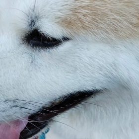 未来丸玄関前から一歩も動かず。動く時はハーネスと首輪の二本のリードでゴロ寝の姿勢のまま引っ張ったの画像