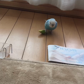 あなたの名前はポンちゃんよーの画像