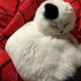 だって眠いんだもんの画像