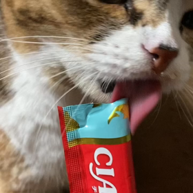 むぎ:家族4年173日めの画像