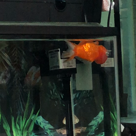 (｡´-д-)の画像