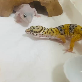 ピカちゃんは怖いもの知らずの画像