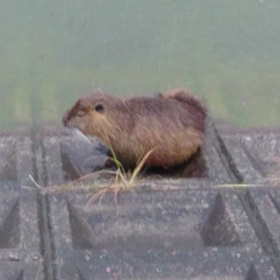 ヌートリアの画像