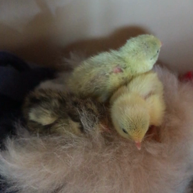 4日目 もふもふの画像