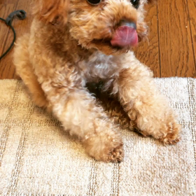 お正月休みも今日までの画像