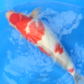 安心明朗会計の画像