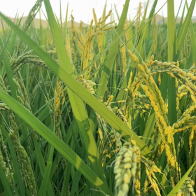 田んぼの様子の画像