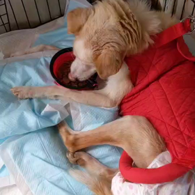 ”パルTNR動物福祉病院壁の修繕”の画像