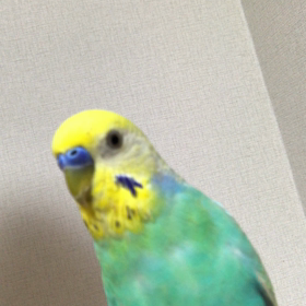 動画貼れるなんて知らなかったよ。の画像