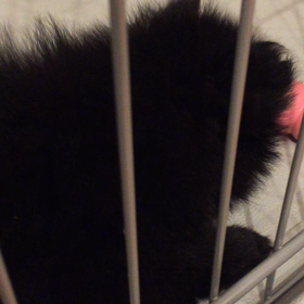 やっぱりコングは噛みませんの画像