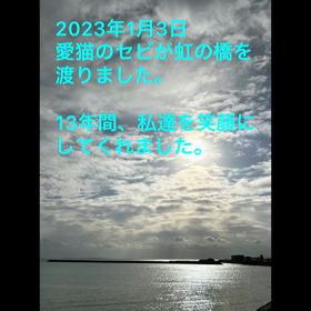 さようならセビちゃんの画像