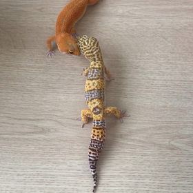 ティムとモカのオス同士の戦いの画像