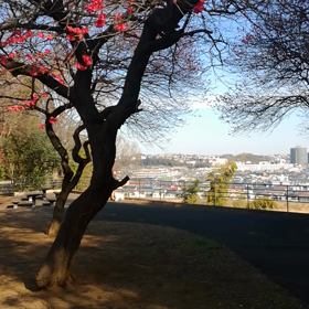 梅林広場の画像