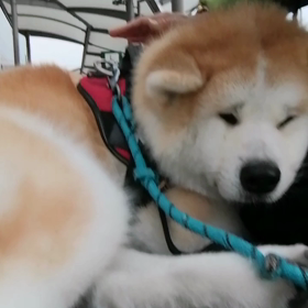 今朝は計測スマホフリーズで計測不可でしたが無事に5.5km1時間45分のダラダラ朝散歩終了しましの画像