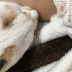 保護猫のことの画像