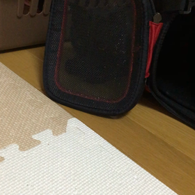 変な鳴き声出す猫、たぴちゃんの画像