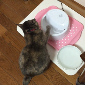 ポタポタ……の画像