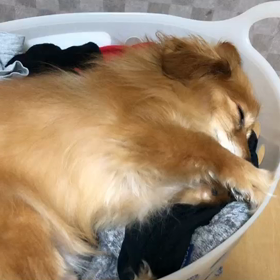 今日は犬の日の画像