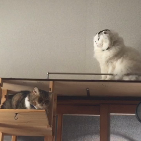 2/28「じゃれ合い！/涙が君を忘れない」の画像