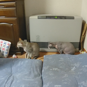 頑張れゴッド君☀️の画像