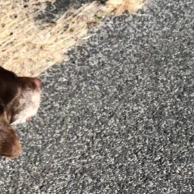 プラダが亡くなる3週間前の画像