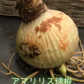 アマリリス入荷してますの画像