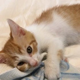 きゃわゆいたんと世話焼きおにたんの画像