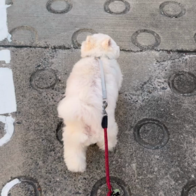 たんたんの画像