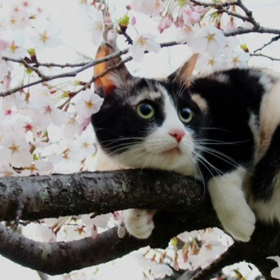 愛ネコ身美を紹介いたしますの画像