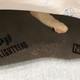 秘密基地の画像