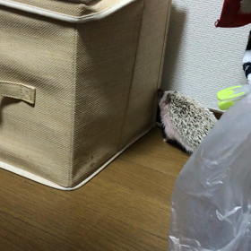 衝撃の、、、( ・∇・)の画像