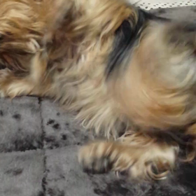 食後のチェリーの画像