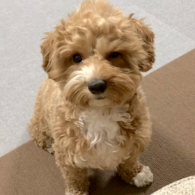 聞き上手？の画像