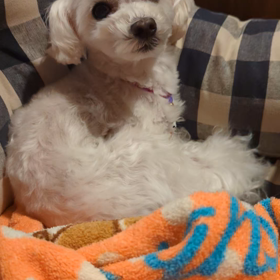 恥ずかしオラフの画像