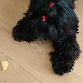 ブーちゃん最高‼️(笑)の画像