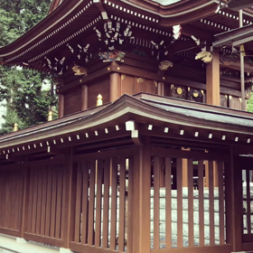 クロアゲハが舞うの画像