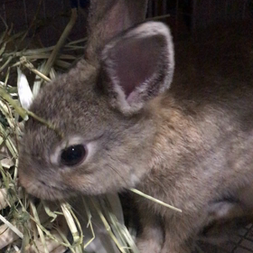 アルファルファがお好きの画像