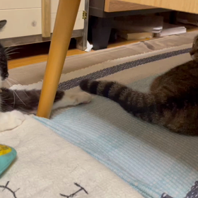 遊んでいるのか、遊ばれているのか。の画像