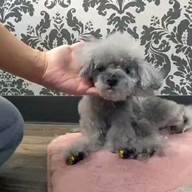 トリミングデーの画像