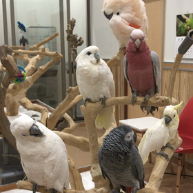 白色パラダイスの画像