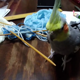 邪魔するインコの画像