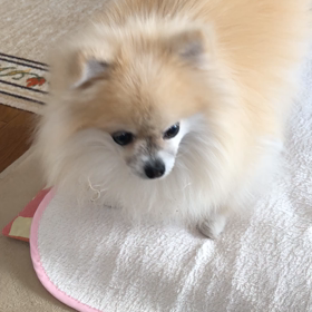 フーとお芋の画像