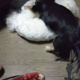 今日のはなちゃん285、モモちゃん241の画像