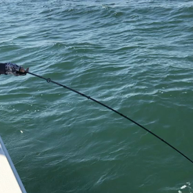 シーバス爆釣！の画像