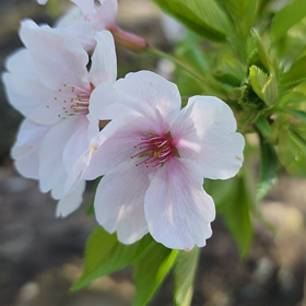 さくら～　さくら～の画像