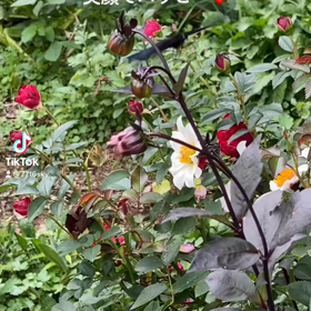 蝶々さんのハッピーオーラ♡^_^♡の画像