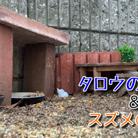 昨日のタロウ、スズメの観察、の巻の画像